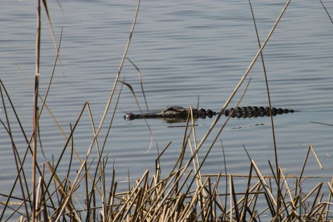 Back Yard Gator (one of two hanging out behind our coach)