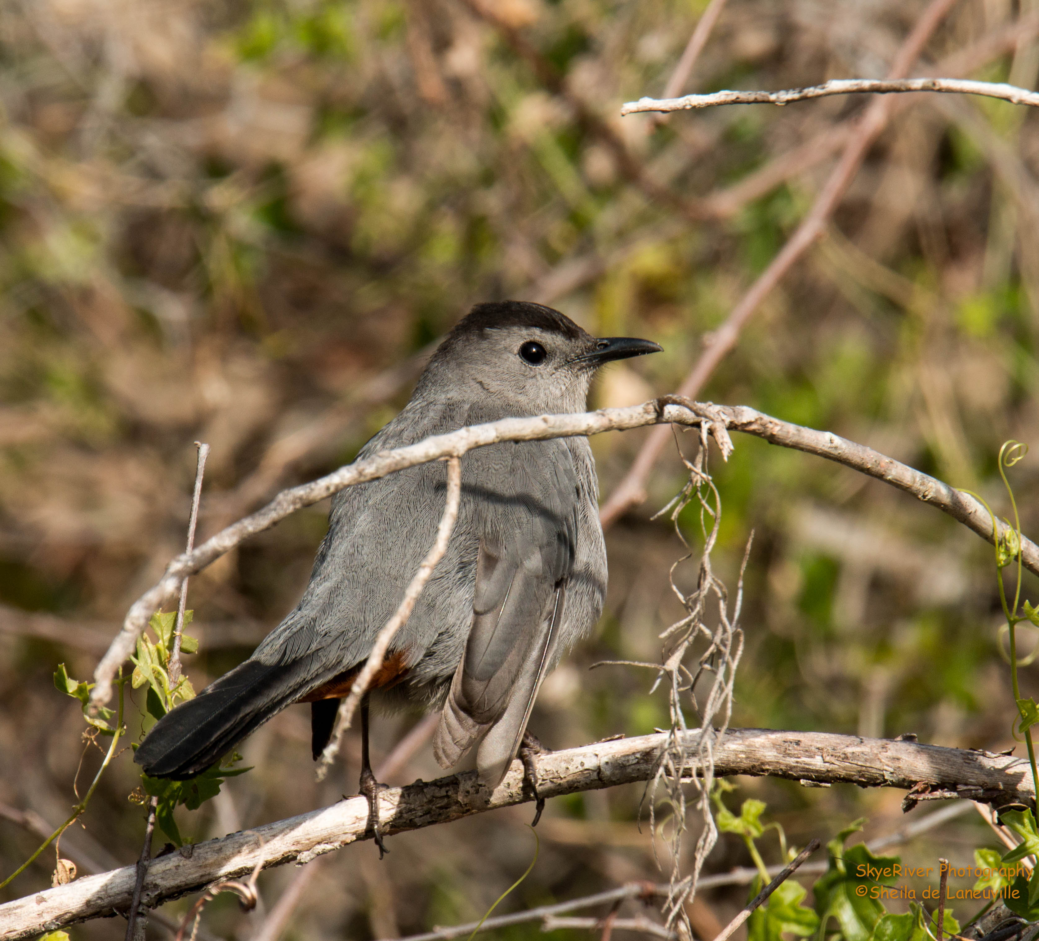 Темно серые птицы. Сорокопутовая мухоловка. Gray Catbird птица. Серый Дрозд (Grey Catbird). Маленькая серая Лесная птичка.