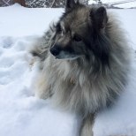 Skye, enjoying a February, 2017 snow storm.