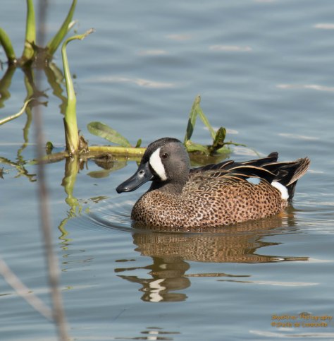 Blue-winged Teal (male)